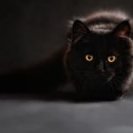 spell of the black cat