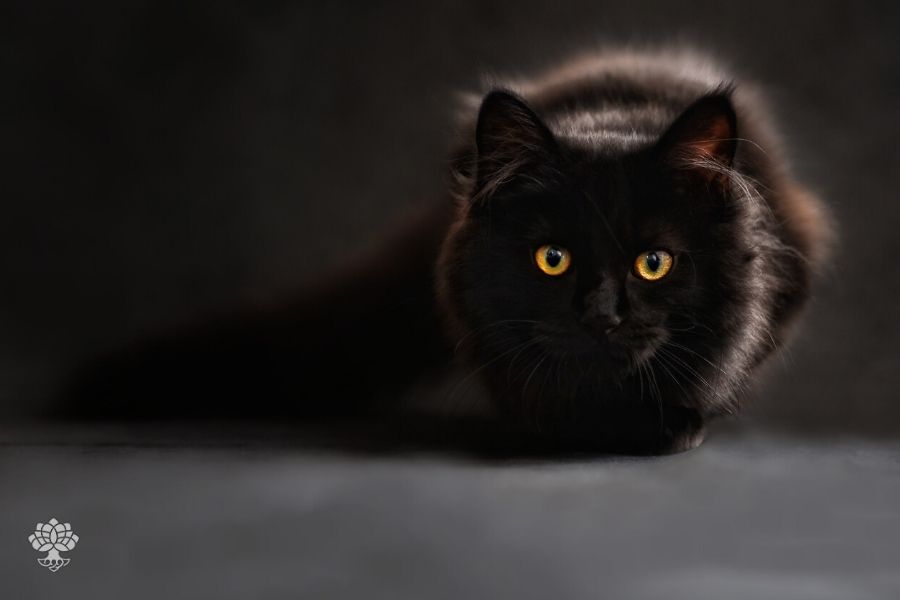 spell of the black cat