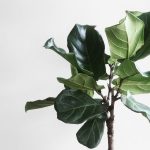 plantas para harmonizar ambientes tensos